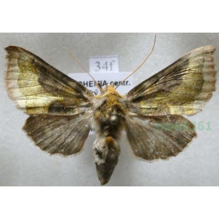 Diachrysia stenochrysis (Warren, 1913) Błyszczka nibyspiżówka Czech34f